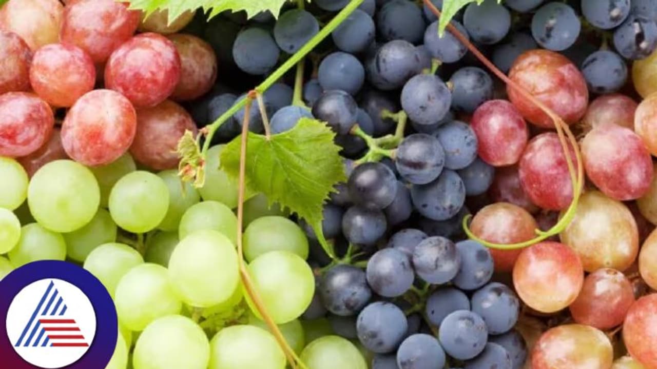 ಕೆಂಪು, ಹಸಿರು, ಕಪ್ಪು ದ್ರಾಕ್ಷಿ, ಬೇಸಿಗೆಯಲ್ಲಿ ಯಾವ್ದನ್ನು ತಿಂದ್ರೆ ಆರೋಗ್ಯಕ್ಕೆ ಒಳ್ಳೇದು? ಕೆಂಪು, ಹಸಿರು, ಕಪ್ಪು ದ್ರಾಕ್ಷಿ, ಬೇಸಿಗೆಯಲ್ಲಿ ಯಾವ್ದನ್ನು ತಿಂದ್ರೆ ಆರೋಗ್ಯಕ್ಕೆ ಒಳ್ಳೇದು?