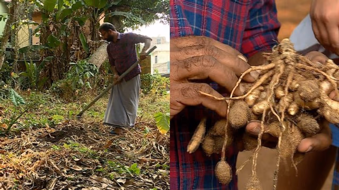 വിൽക്കാൻ വിപണിയില്ല, പത്തനംതിട്ടയിൽ യുവകർഷകൻ കൃഷി ചെയ്ത മുന്നൂറ് കിലോ മഞ്ഞൾ വെറുതെ കിടന്നു നശിക്കുന്നു വിൽക്കാൻ വിപണിയില്ല, പത്തനംതിട്ടയിൽ യുവകർഷകൻ കൃഷി ചെയ്ത മുന്നൂറ് കിലോ മഞ്ഞൾ വെറുതെ കിടന്നു നശിക്കുന്നു
