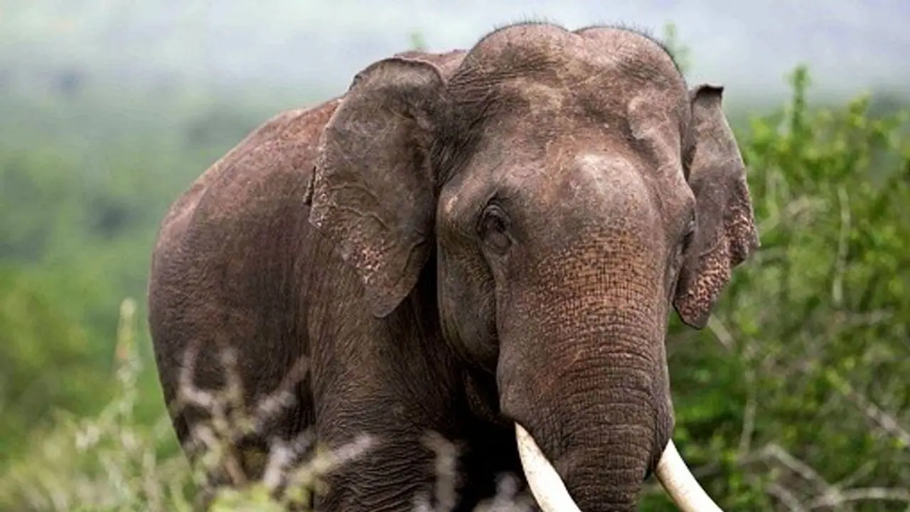 ಬದುಕಿದ ಬಡ ಜೀವ: ಮಗು ಅಳು ಕೇಳಿ ಮಹಿಳೆಯ ಬಿಟ್ಟು ಹೋದ ಆನೆ