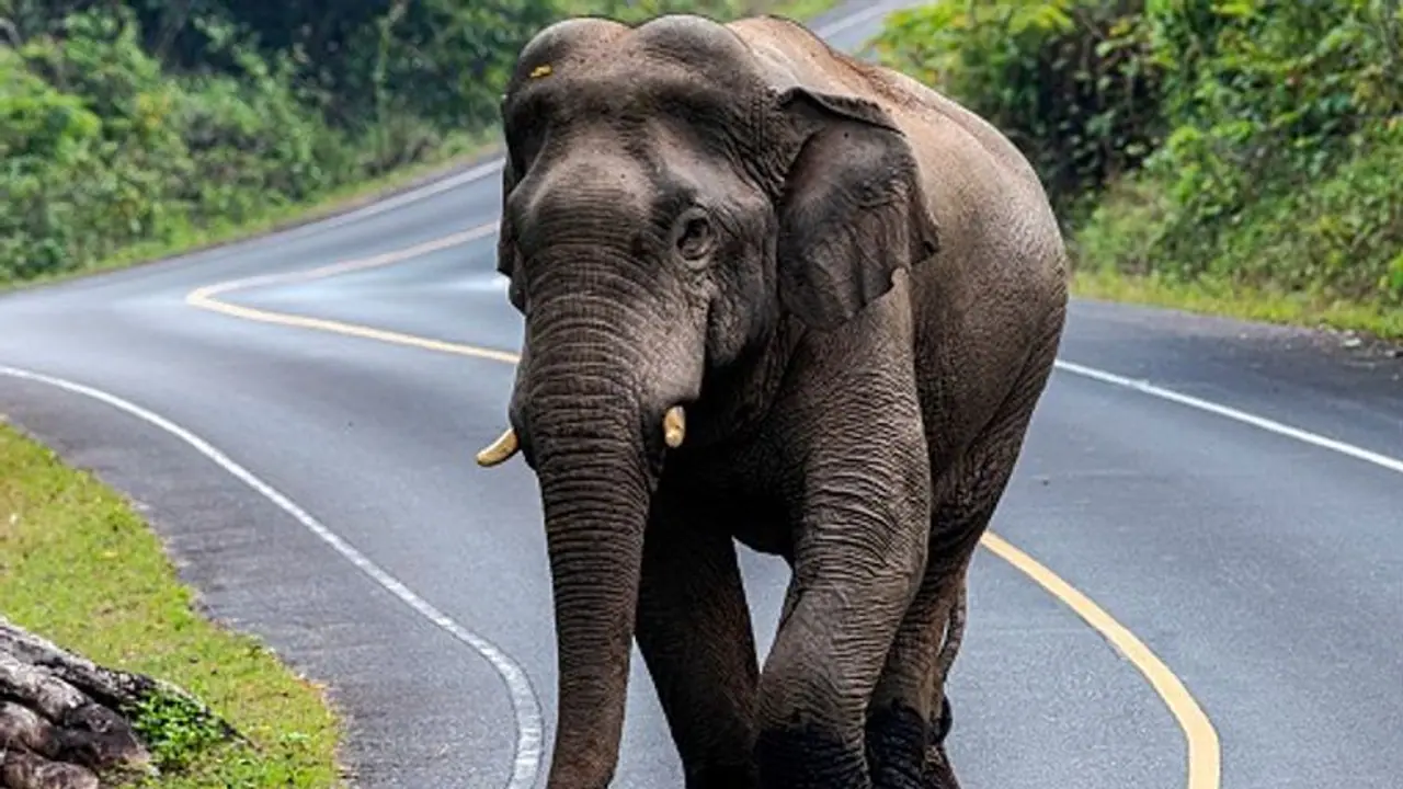 കാട്ടിലും നാട്ടിലും രക്ഷയില്ല, ആനകളുടെ എണ്ണത്തിൽ വൻകുറവ്; കേരളത്തിൽ നാട്ടാനകൾ 416 മാത്രം! 