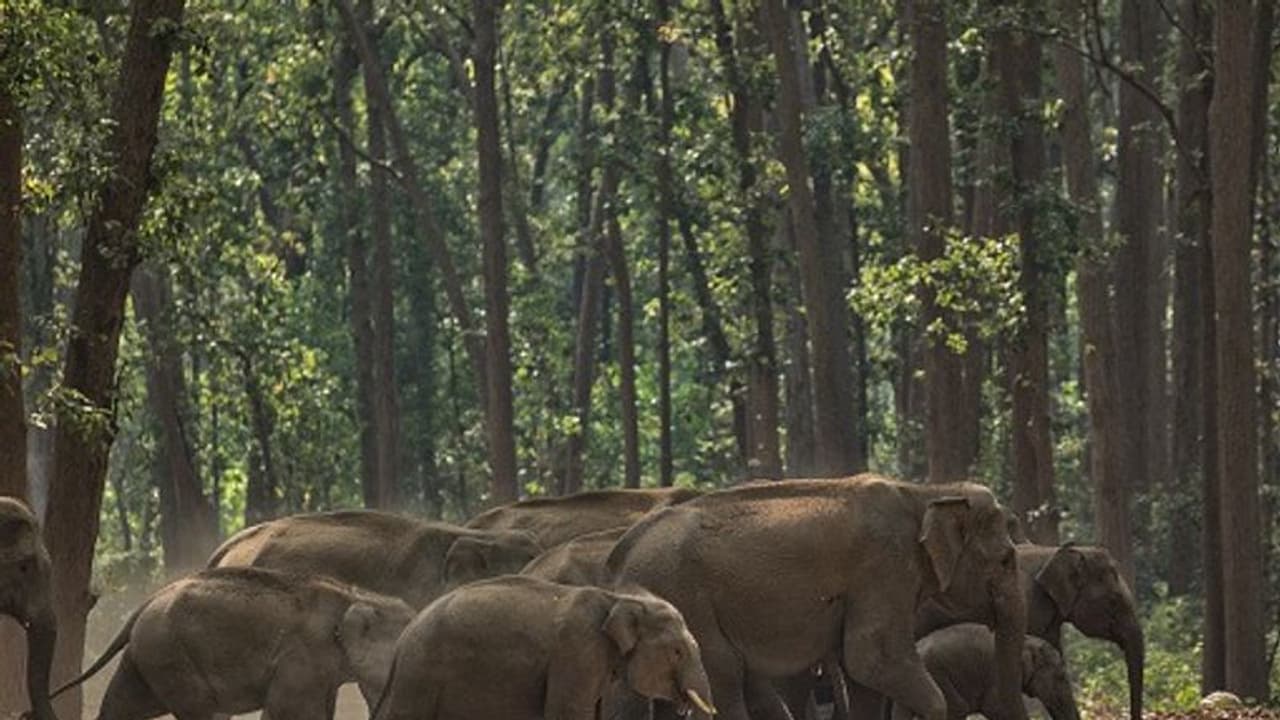 കാട്ടാനകളെ തുരത്തിയില്ലെങ്കിൽ ദേശിയ പാത ഉപരോധിക്കുമെന്ന മുന്നറിയിപ്പുമായി കല്ലാറിലെ കര്‍ഷകര്‍