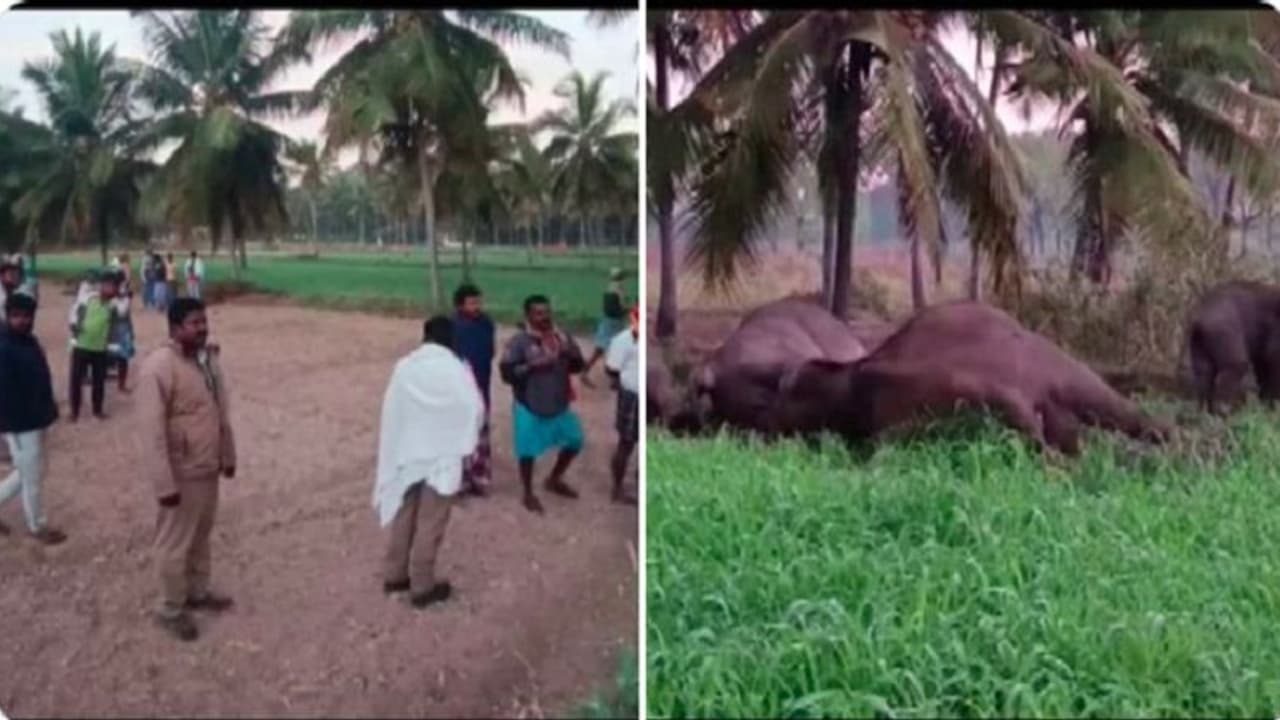 ಅಕ್ರಮ ವಿದ್ಯುತ್ ಬೇಲಿ ತಗುಲಿ ಮೂರು ಕಾಡಾನೆಗಳು ಸಾವು ಅಕ್ರಮ ವಿದ್ಯುತ್ ಬೇಲಿ ತಗುಲಿ ಮೂರು ಕಾಡಾನೆಗಳು ಸಾವು