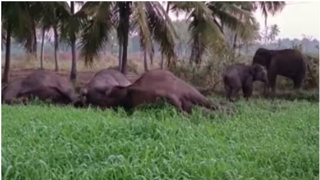 വൈദ്യുതി വേലി ദുരന്തമായി, 3 കാട്ടാനകൾക്ക് ജീവൻ നഷ്ടം, സങ്കട കാഴ്ചയായി മാറാതെ കുട്ടിയാനകൾ; ഫാം ഉടമ അറസ്റ്റിൽ