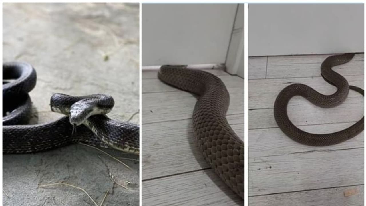 വാതിലിന് അടിയിലും തറയ്ക്ക് ഇടയിലൂടെയുമുള്ള വിടവിലൂടെ വീട്ടിനകത്തേക്ക് എത്തുന്ന പാമ്പ് വാതിലിന് അടിയിലും തറയ്ക്ക് ഇടയിലൂടെയുമുള്ള വിടവിലൂടെ വീട്ടിനകത്തേക്ക് എത്തുന്ന പാമ്പ്