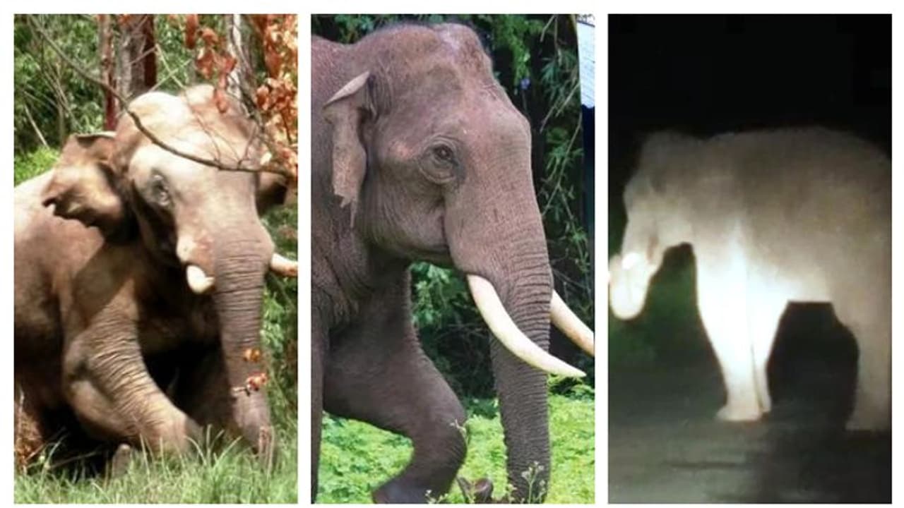 മൂന്നാറിൽ ജനവാസ മേഖലയില്‍ അരികൊമ്പന്റേയും ചക്കകൊമ്പന്റേയും വിളയാട്ടം; ഒപ്പം പടയപ്പയും; വീഡിയോ