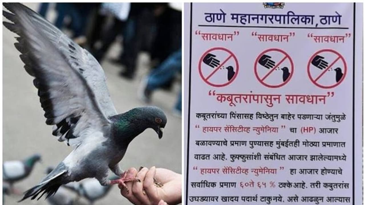 'ಪ್ರೀತಿಯ ಪಾರಿವಾಳ..' ಅಂತಾ ಹತ್ತಿರ ಹೋದ್ರೆ ಜೀವಕ್ಕೆ ಕುತ್ತು ಬಂದಿತು ಹುಷಾರ್‌!