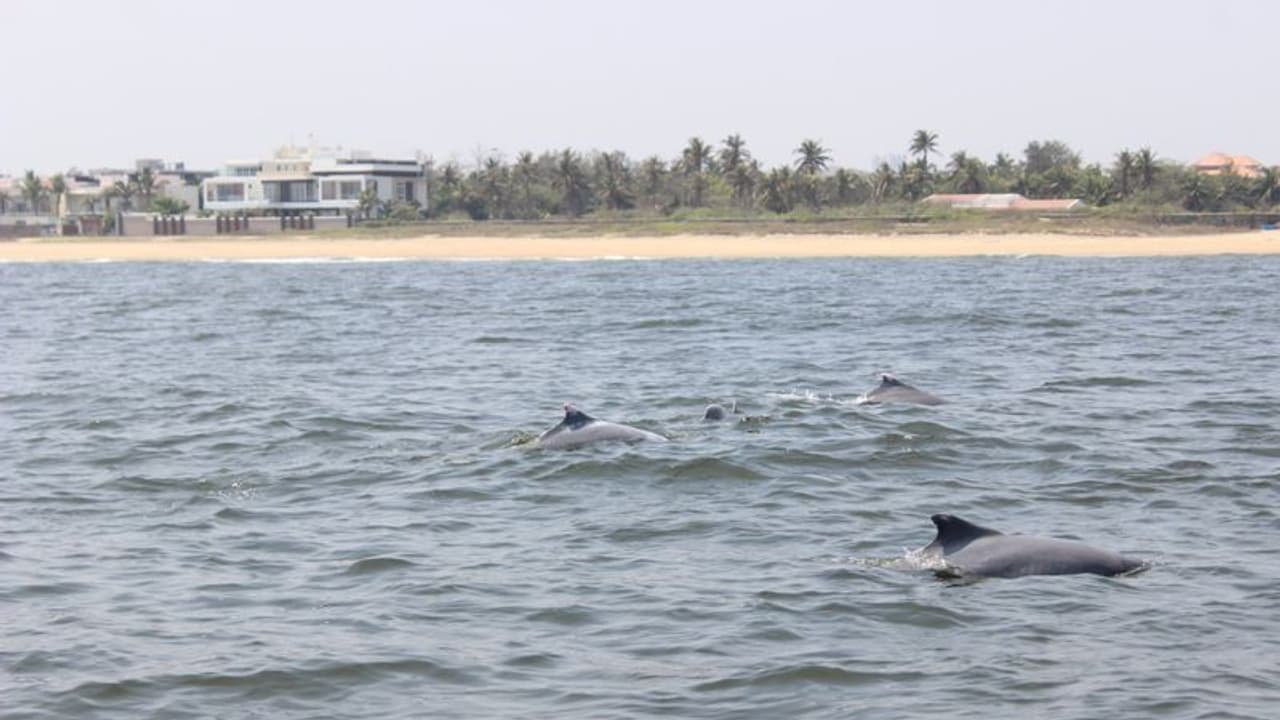 சென்னை கடற்கரையில் இந்தோ பசிபிக் ஹம்ப்பேக் டால்பின்கள்... இணையத்தில் வைரலாகும் புகைப்படம்!! சென்னை கடற்கரையில் இந்தோ பசிபிக் ஹம்ப்பேக் டால்பின்கள்... இணையத்தில் வைரலாகும் புகைப்படம்!!