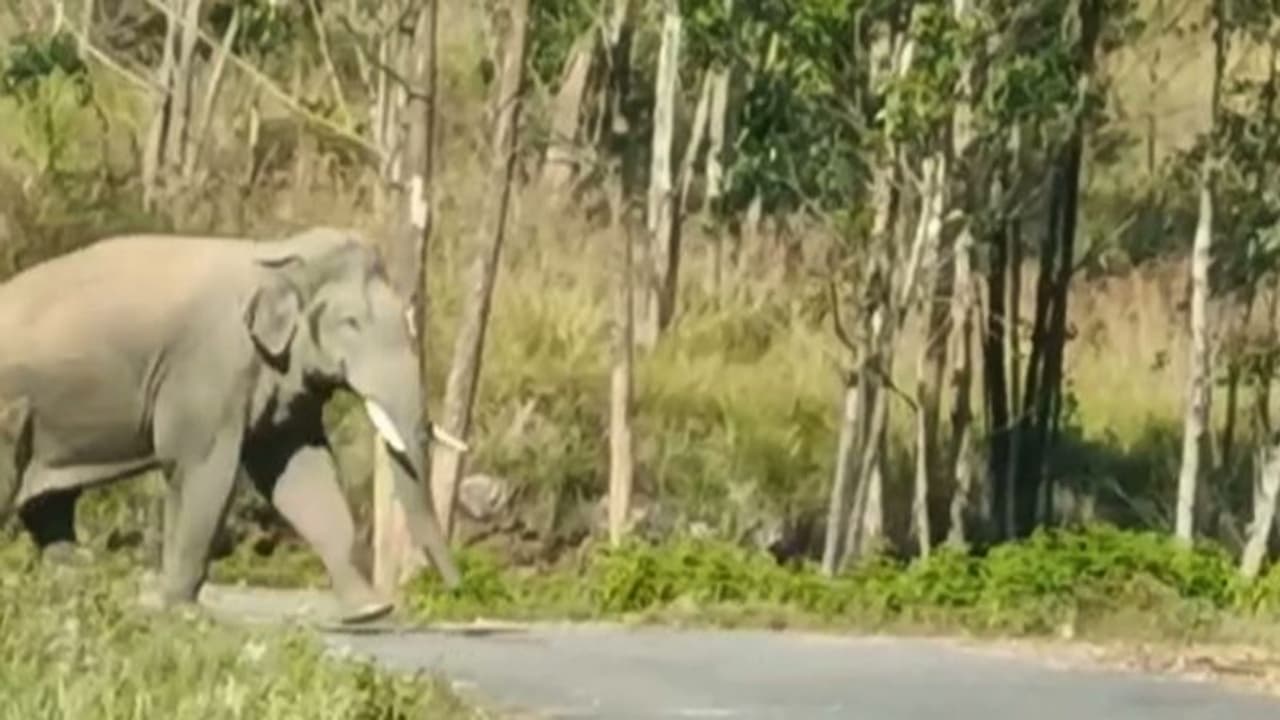 അരിക്കൊമ്പനെ പിടിച്ച് തളക്കാൻ നടപടി: കൂട് നിർമ്മാണം നാളെ തുടങ്ങും, മരങ്ങൾ കോടനാട് എത്തിച്ചു