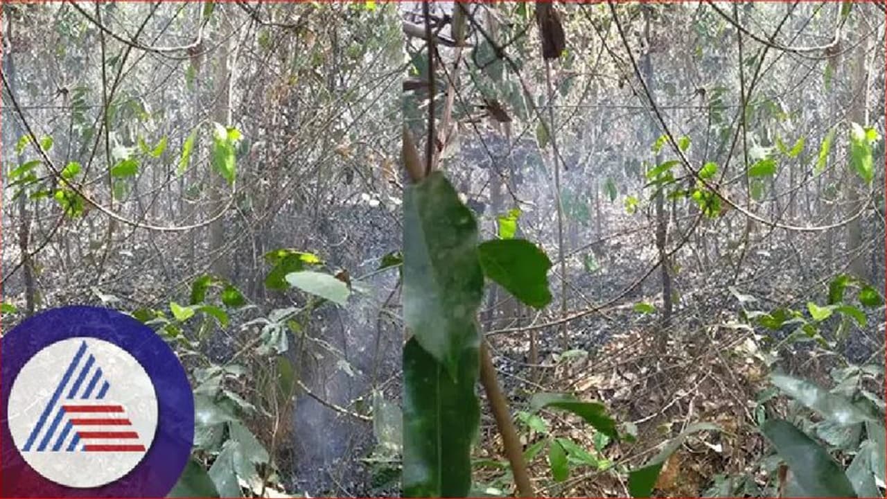 Forest fire: ನೆರಿಯ, ಉಜಿರೆ ಅರಣ್ಯ ಪ್ರದೇಶಗಳಲ್ಲಿ ಬೆಂಕಿ ಅನಾಹುತ Forest fire: ನೆರಿಯ, ಉಜಿರೆ ಅರಣ್ಯ ಪ್ರದೇಶಗಳಲ್ಲಿ ಬೆಂಕಿ ಅನಾಹುತ