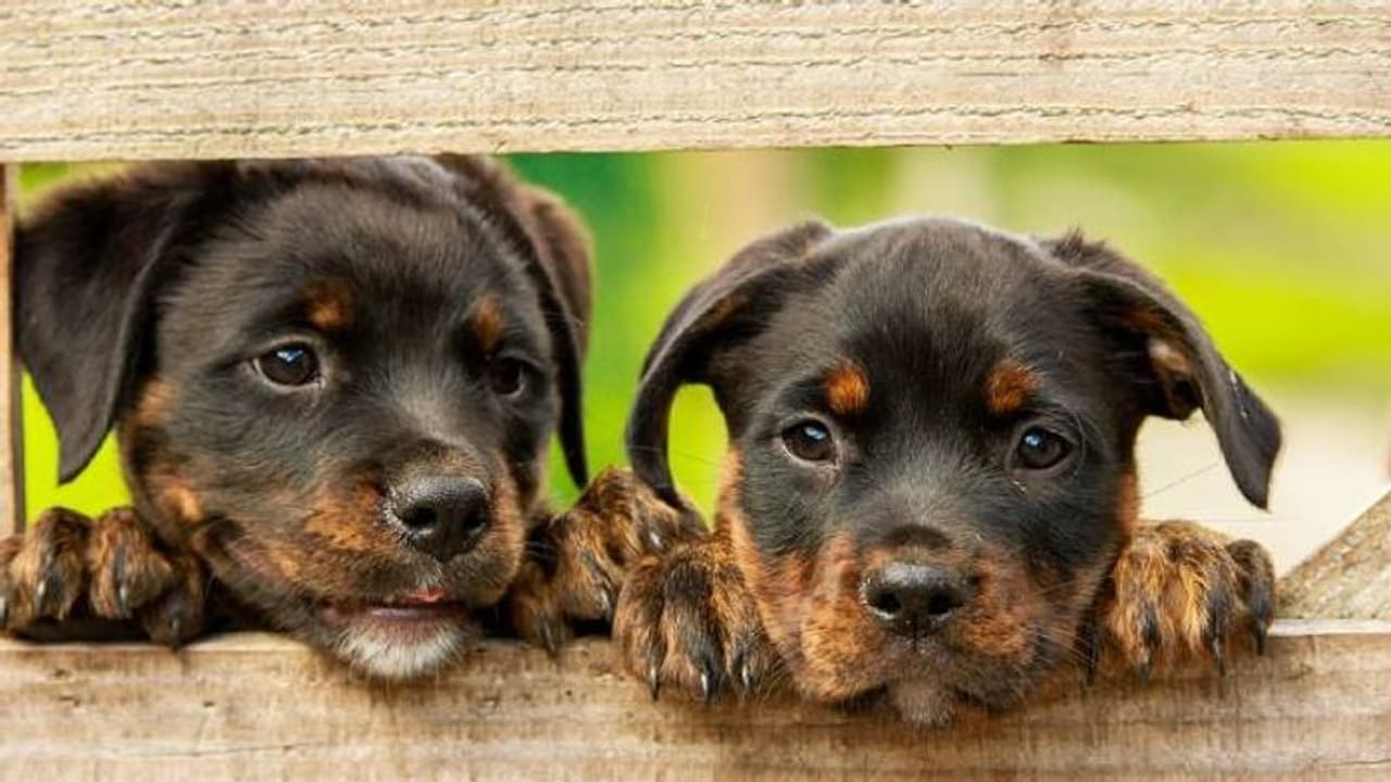 ഒരു വീട്ടിൽ ചത്ത നിലയിൽ ആയിരത്തിലധികം നായ്ക്കൾ, പട്ടിണിക്കിട്ട് കൊന്നു? സംഭവം ദക്ഷിണ കൊറിയയിൽ ഒരു വീട്ടിൽ ചത്ത നിലയിൽ ആയിരത്തിലധികം നായ്ക്കൾ, പട്ടിണിക്കിട്ട് കൊന്നു? സംഭവം ദക്ഷിണ കൊറിയയിൽ