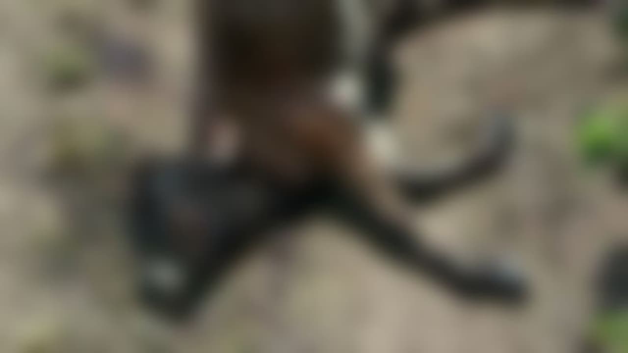 മൂന്നാറിൽ വീണ്ടും വന്യജീവി ആക്രമണം, രണ്ട് പശുക്കളെ കൊന്നു, കടുവയെന്ന് നാട്ടുകാർ മൂന്നാറിൽ വീണ്ടും വന്യജീവി ആക്രമണം, രണ്ട് പശുക്കളെ കൊന്നു, കടുവയെന്ന് നാട്ടുകാർ