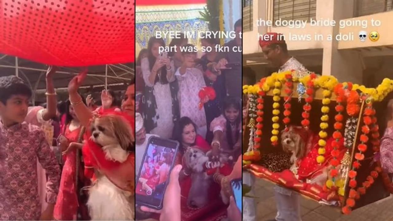 ಅಬ್ಬಬ್ಬಾ ನಾಯಿಗಳಿಗೂ ಅದ್ದೂರಿ ಮದ್ವೆ : ಊರಿಗೆಲ್ಲಾ ಊಟ ಹಾಕಿದ ಮನೆ ಮಂದಿ