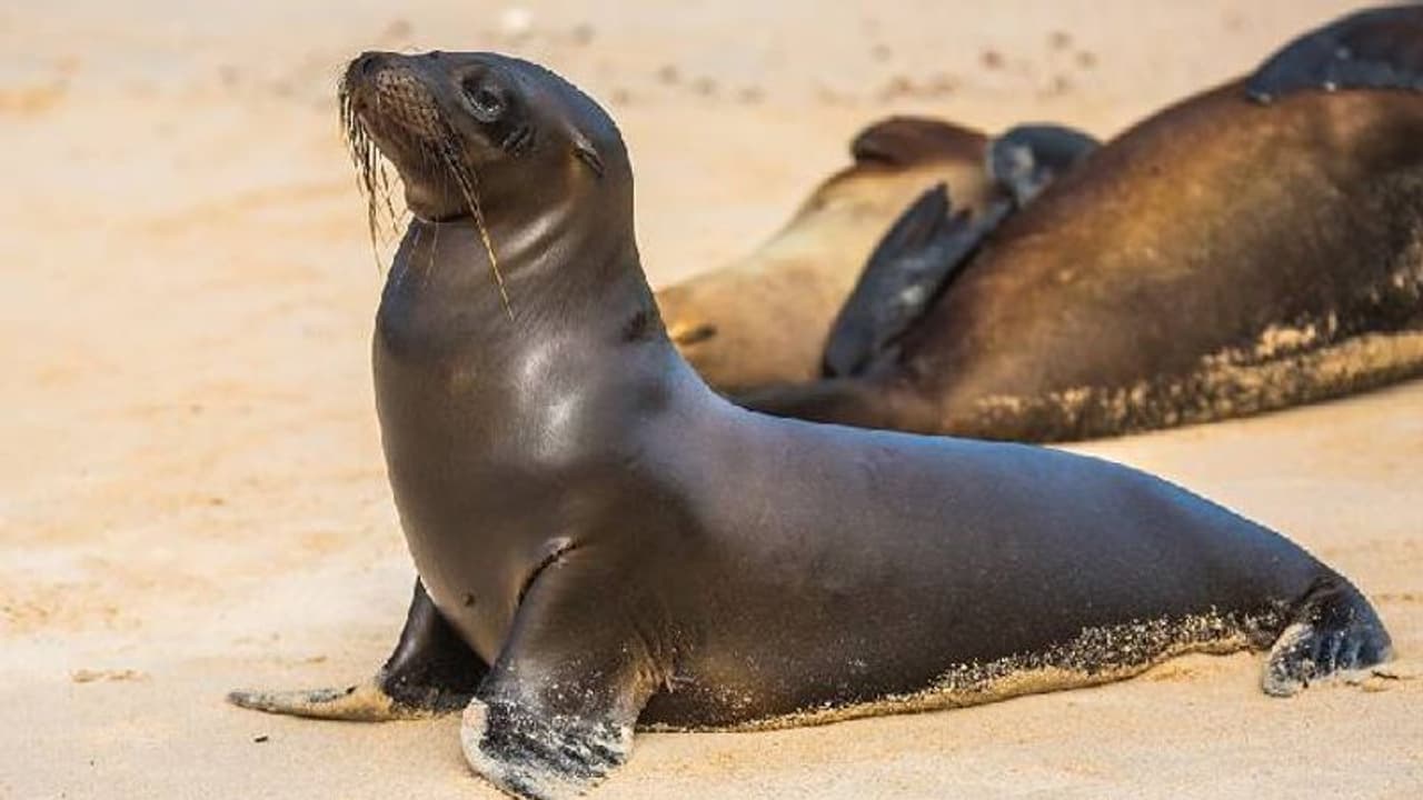 ബീച്ചിലെത്തിയ കുട്ടി കടൽ സിംഹത്തെ കല്ല് പെറുക്കിയെറിഞ്ഞു, ഇപ്പോൾ സ്ഥലം വിടണമെന്ന് ലൈഫ്ഗാർഡ് ബീച്ചിലെത്തിയ കുട്ടി കടൽ സിംഹത്തെ കല്ല് പെറുക്കിയെറിഞ്ഞു, ഇപ്പോൾ സ്ഥലം വിടണമെന്ന് ലൈഫ്ഗാർഡ്