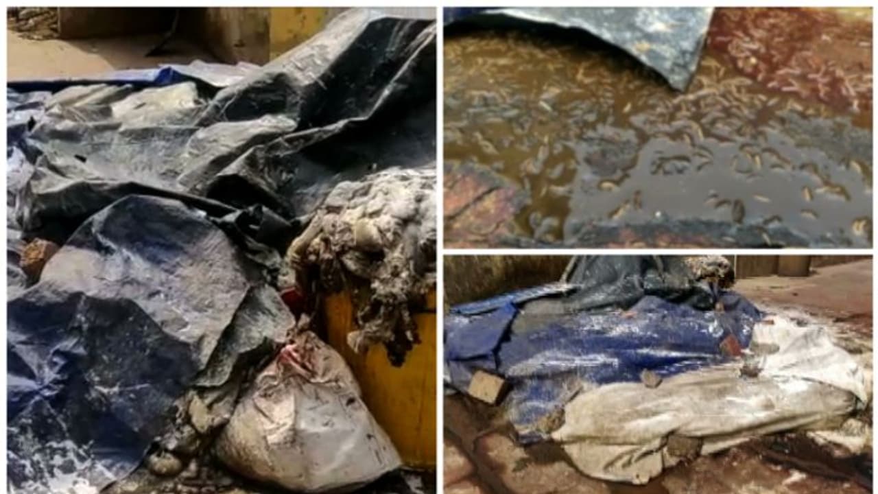 പുഴുവരിക്കുന്ന അറവുശാല മാലിന്യം കൂട്ടിയിട്ട നിലയിൽ, കലൂരിലെ കോര്പ്പറേഷൻ അറവുശാലയിലെ മാലിന്യം നീക്കം നിലച്ചു പുഴുവരിക്കുന്ന അറവുശാല മാലിന്യം കൂട്ടിയിട്ട നിലയിൽ, കലൂരിലെ കോര്പ്പറേഷൻ അറവുശാലയിലെ മാലിന്യം നീക്കം നിലച്ചു