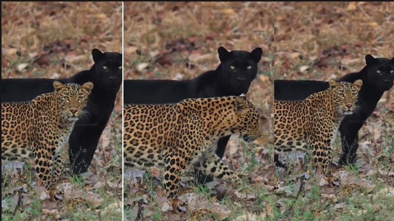  ಜೊತೆಯಾಗಿ ಸಾಗುತ್ತಿರುವ ಚಿರತೆ, ಬ್ಲಾಕ್ ಪಾಂಥೆರ್ : ಅಪರೂಪದ ವಿಡಿಯೋ ವೈರಲ್