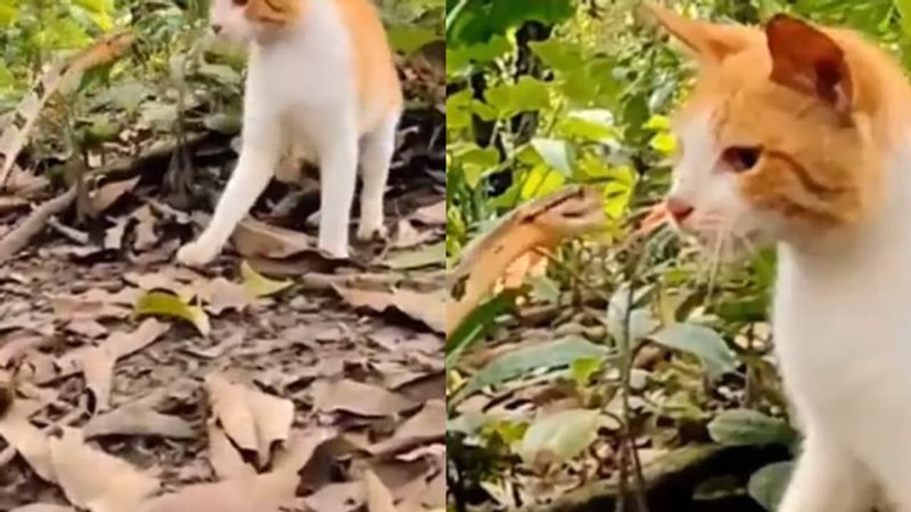 'അടിക്കാനുള്ള ചിന്ത നിന്റെ തലച്ചോറിലെത്തും മുമ്പ് ഞാൻ പൊട്ടിച്ചിരിക്കും', പൂച്ചയും പാമ്പും മുട്ടിയാൽ വീഡിയോ 'അടിക്കാനുള്ള ചിന്ത നിന്റെ തലച്ചോറിലെത്തും മുമ്പ് ഞാൻ പൊട്ടിച്ചിരിക്കും', പൂച്ചയും പാമ്പും മുട്ടിയാൽ വീഡിയോ