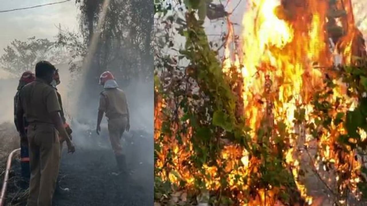 കുന്നംകുളത്ത് ഉണക്കപ്പുല്ലുകൾക്ക് തീപിടിച്ചു; തെങ്ങുകളും കവുങ്ങുകളും കത്തിയമർന്നു കുന്നംകുളത്ത് ഉണക്കപ്പുല്ലുകൾക്ക് തീപിടിച്ചു; തെങ്ങുകളും കവുങ്ങുകളും കത്തിയമർന്നു