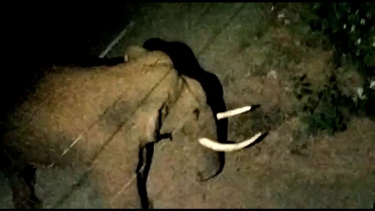 கோவையில் தாக்க வந்த யானை குழந்தையின் அழுகுரலை கேட்டு திரும்பி சென்ற அதிசயம்