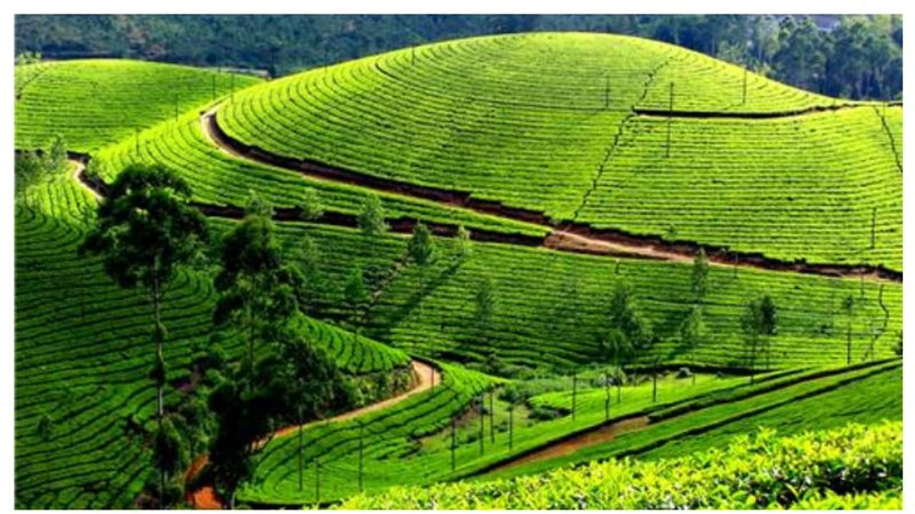 ചുരക്കുളം എസ്റ്റേറ്റിലെ തോട്ടഭൂമി തിരിച്ചു പിടിക്കാനുള്ള നടപടി തുടങ്ങി റവന്യൂ വകുപ്പ് ചുരക്കുളം എസ്റ്റേറ്റിലെ തോട്ടഭൂമി തിരിച്ചു പിടിക്കാനുള്ള നടപടി തുടങ്ങി റവന്യൂ വകുപ്പ്