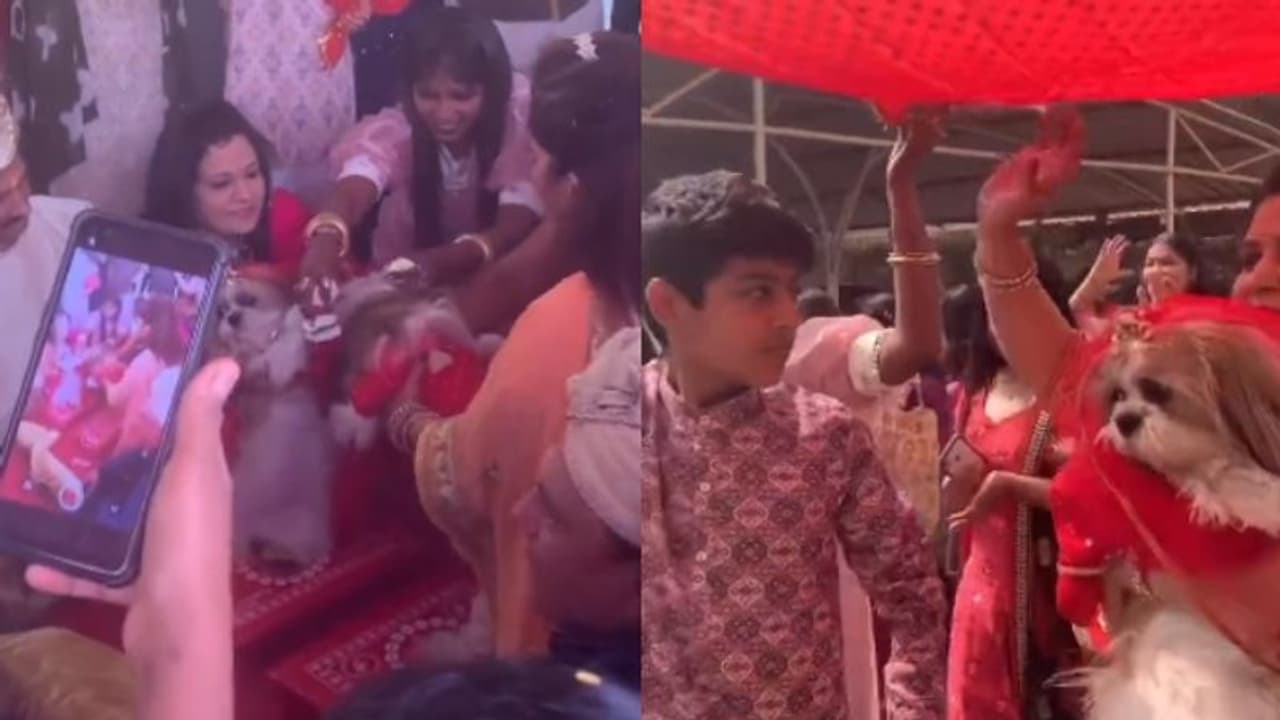 വളര്ത്തുനായ്ക്കളുടെ വിവാഹം കെങ്കേമമായി നടത്തുന്നതിന്റെ വീഡിയോ; വിമര്ശനവുമായി ഏറെ പേര് വളര്ത്തുനായ്ക്കളുടെ വിവാഹം കെങ്കേമമായി നടത്തുന്നതിന്റെ വീഡിയോ; വിമര്ശനവുമായി ഏറെ പേര്