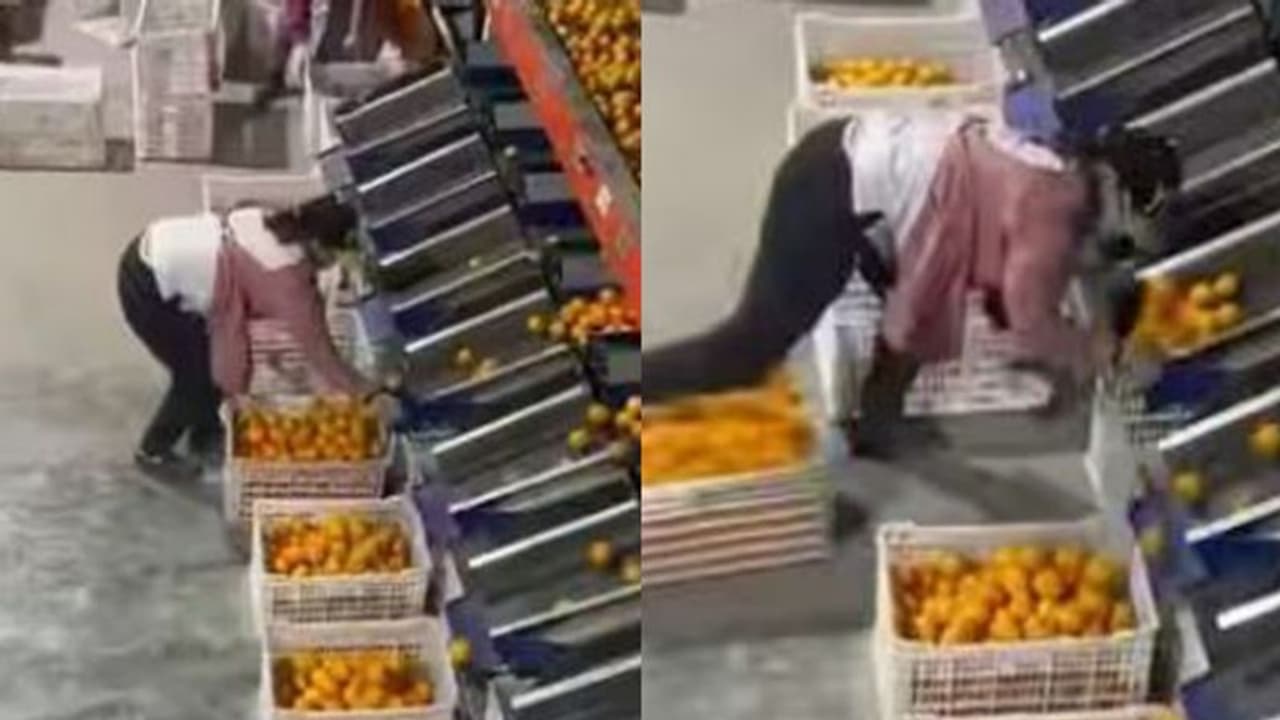 അതിവേഗത്തിൽ ഓറഞ്ച് കുട്ടകൾ മാറ്റുന്ന സ്ത്രീ; വൈറലായി വീഡിയോ...