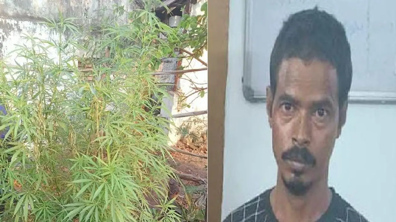 வீட்டில் கஞ்சா செடி வளர்த்த வடமாநில இளைஞர் கைது… 2 கிலோ கஞ்சா செடி பறிமுதல்!!