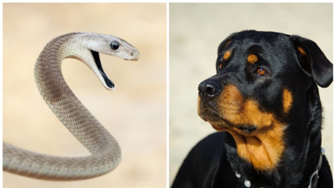 സോഫയ്ക്കടിയില് വിഷ പാമ്പ്, ഉടമസ്ഥന്റെ ജീവന് രക്ഷിച്ച് നായ, നായയുടേത് ഉടമയും; വൈറലായി ഒരു കുറിപ്പ് സോഫയ്ക്കടിയില് വിഷ പാമ്പ്, ഉടമസ്ഥന്റെ ജീവന് രക്ഷിച്ച് നായ, നായയുടേത് ഉടമയും; വൈറലായി ഒരു കുറിപ്പ്