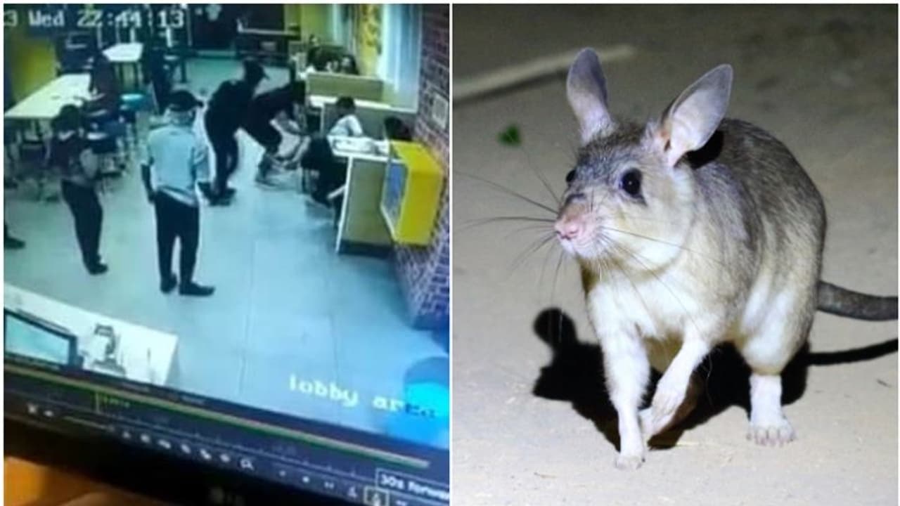 ഭക്ഷണം കഴിച്ചുകൊണ്ടിരിക്കെ എട്ടുവയസ്സുകാരനെ പെരുച്ചാഴി കടിച്ചു; സ്ഥാപനത്തിനെതിരെ കേസെടുത്ത് പൊലീസ് വീഡിയോ ഭക്ഷണം കഴിച്ചുകൊണ്ടിരിക്കെ എട്ടുവയസ്സുകാരനെ പെരുച്ചാഴി കടിച്ചു; സ്ഥാപനത്തിനെതിരെ കേസെടുത്ത് പൊലീസ് വീഡിയോ