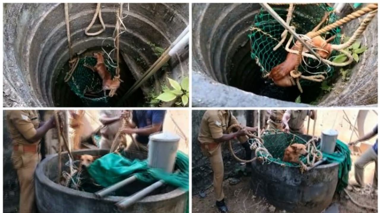 30 അടി ആഴമുള്ള കിണറ്റിൽ തെരുവുനായ വീണു; രക്ഷകരായി അഗ്നിരക്ഷാ സേന; വീഡിയോ 30 അടി ആഴമുള്ള കിണറ്റിൽ തെരുവുനായ വീണു; രക്ഷകരായി അഗ്നിരക്ഷാ സേന; വീഡിയോ