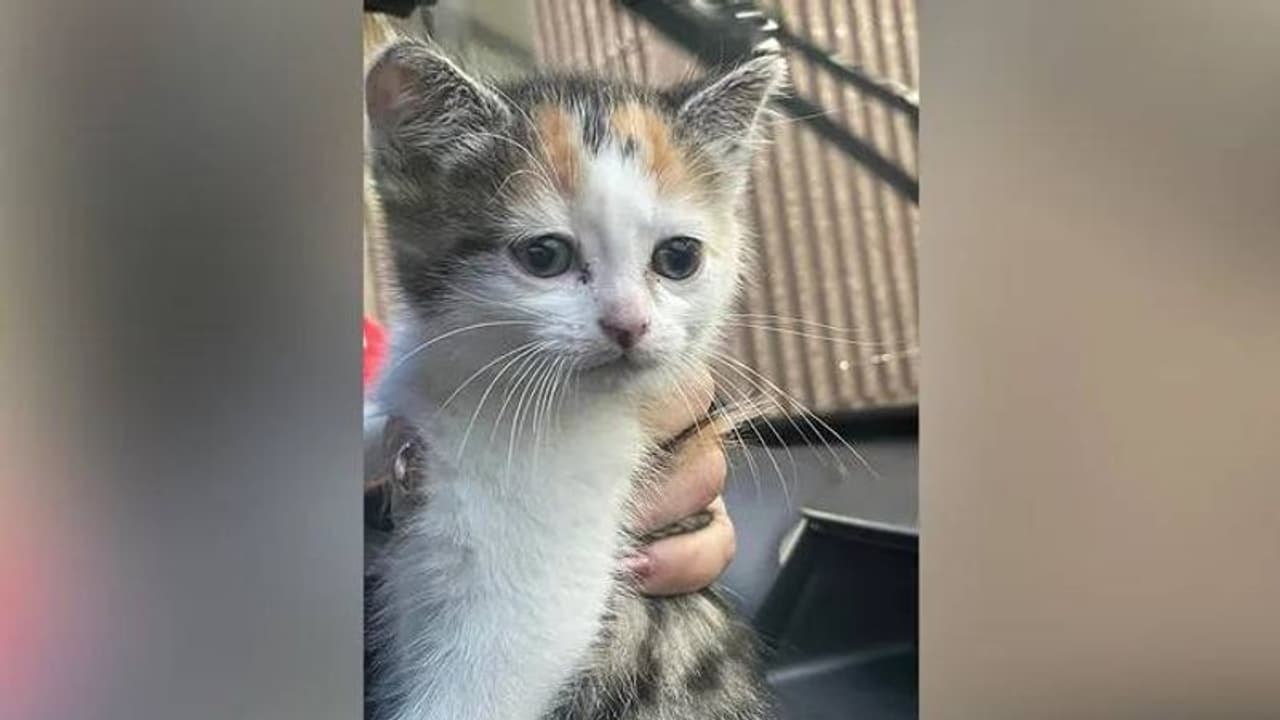 വീടിന് തീ പിടിച്ചു; ഉറങ്ങിക്കിടന്ന വീട്ടുകാരെ വിളിച്ചുണർത്തി വളർത്തു പൂച്ച, രക്ഷിച്ചത് ആറുജീവനുകളെ