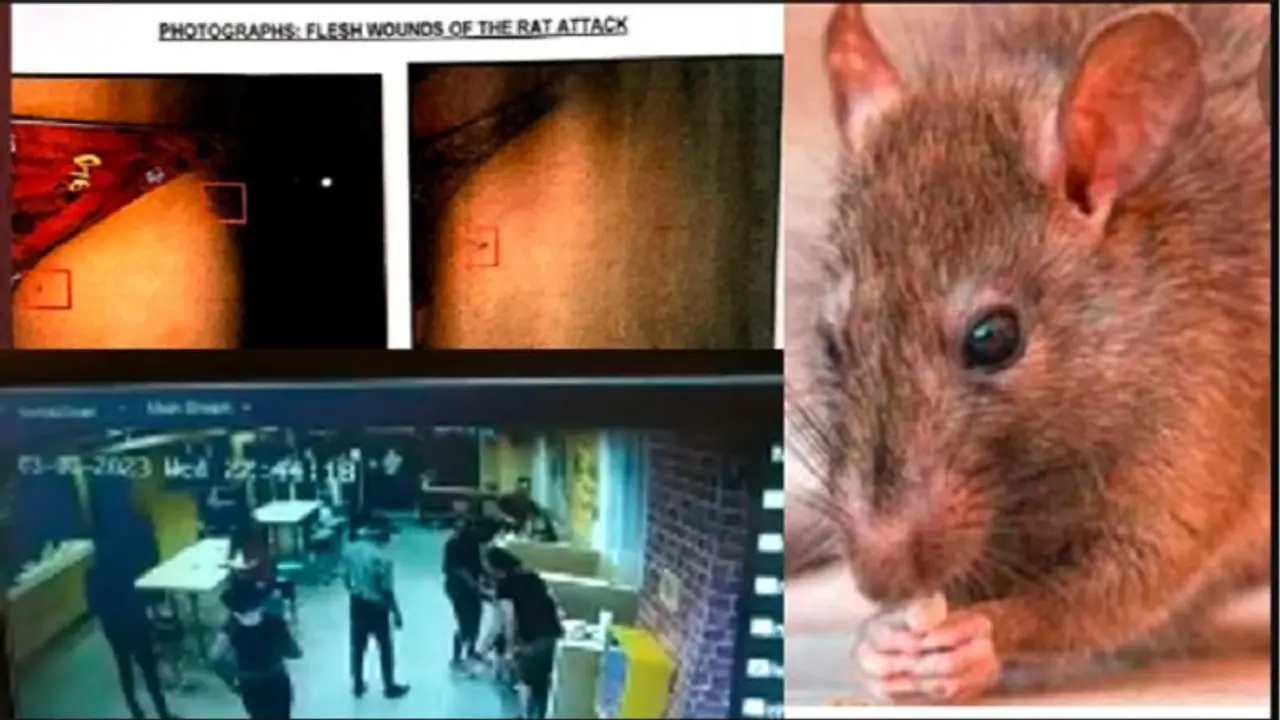 ಆಹಾರ ಸೇವಿಸುತ್ತಿದ್ದ ಬಾಲಕನಿಗೆ ಕಚ್ಚಿದ ಇಲಿ: ಹೈದರಾಬಾದ್ನ ಮೆಕ್ಡೊನಾಲ್ಡ್ನಲ್ಲಿ ಆಘಾತಕಾರಿ ಘಟನೆ ಆಹಾರ ಸೇವಿಸುತ್ತಿದ್ದ ಬಾಲಕನಿಗೆ ಕಚ್ಚಿದ ಇಲಿ: ಹೈದರಾಬಾದ್ನ ಮೆಕ್ಡೊನಾಲ್ಡ್ನಲ್ಲಿ ಆಘಾತಕಾರಿ ಘಟನೆ