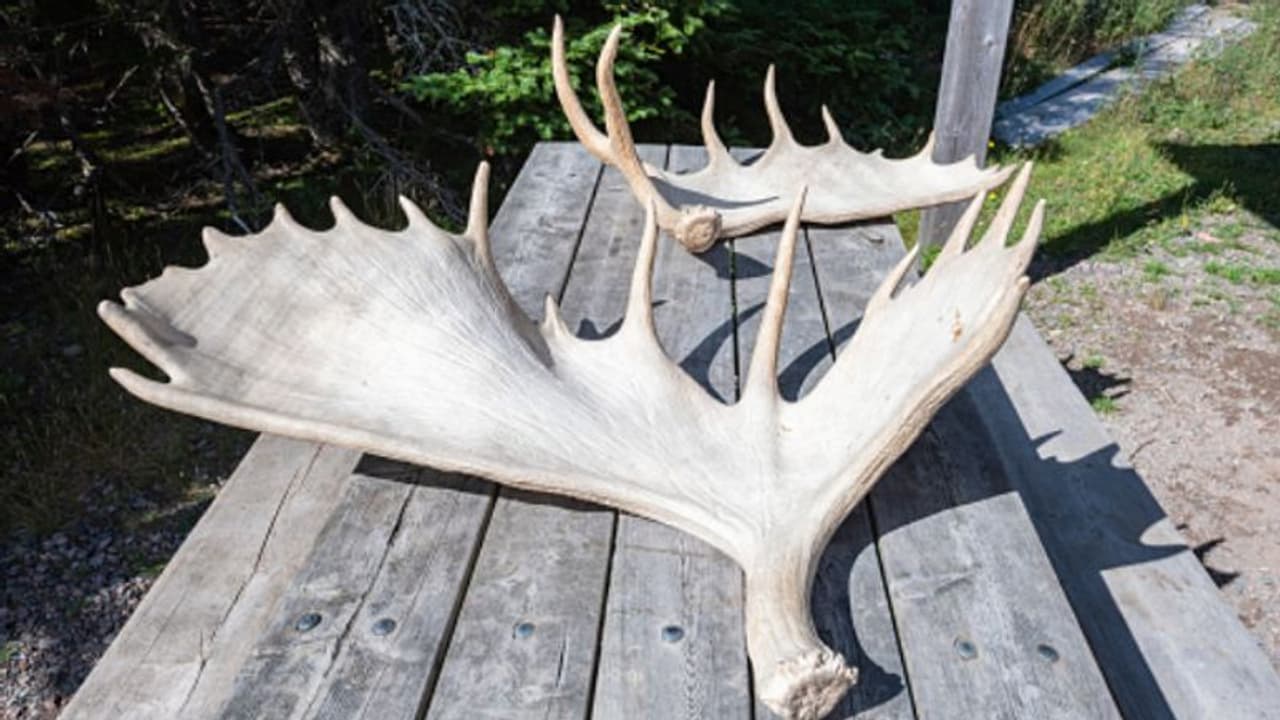 22 മാസം പ്രായമുള്ള മകളെ ശല്യം ചെയ്തുവെന്ന് ആരോപണം, 77കാരനെ കലമാന്‍റെ കൊമ്പ് ഉപയോഗിച്ച് കൊന്ന് യുവാവ്