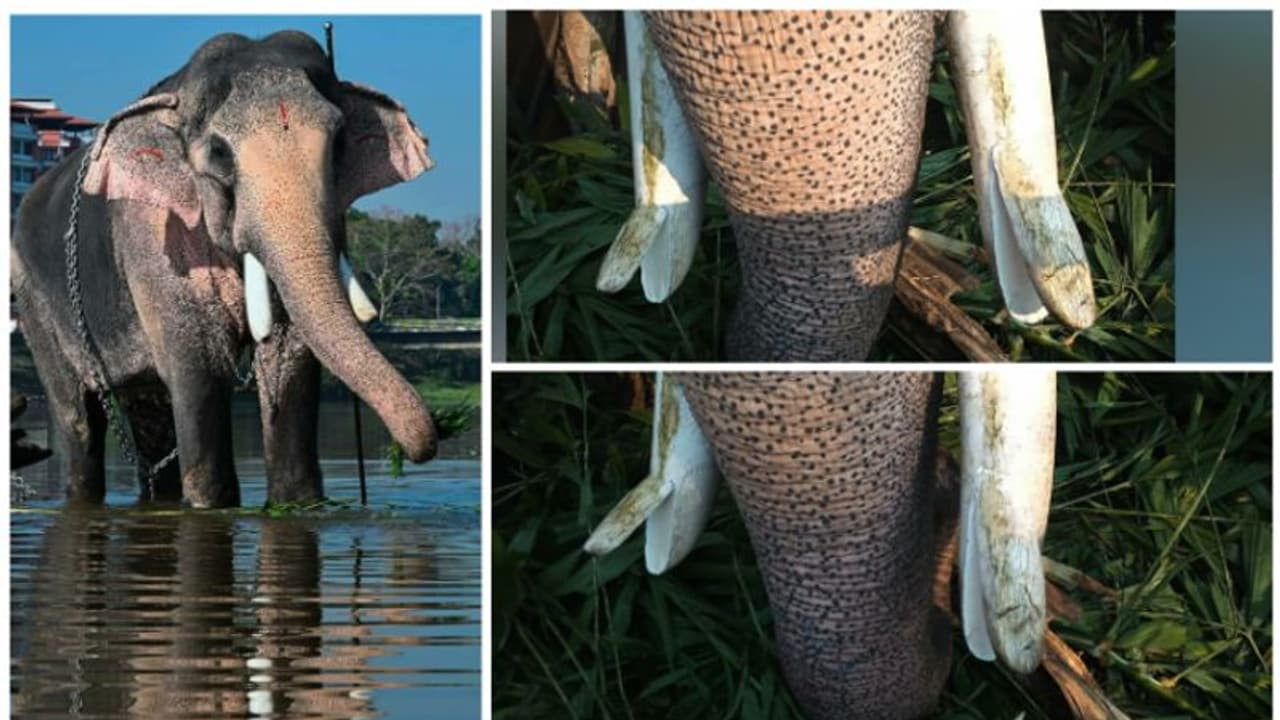 ലോറിയുടെ ഗ്രില്ലിൽ തട്ടി കുട്ടൻകുളങ്ങര അർജ്ജുനന്റെ കൊമ്പുകൾ പൊട്ടി; ഉത്സവങ്ങളില് നിന്ന് മാറ്റിനിര്ത്തും ലോറിയുടെ ഗ്രില്ലിൽ തട്ടി കുട്ടൻകുളങ്ങര അർജ്ജുനന്റെ കൊമ്പുകൾ പൊട്ടി; ഉത്സവങ്ങളില് നിന്ന് മാറ്റിനിര്ത്തും