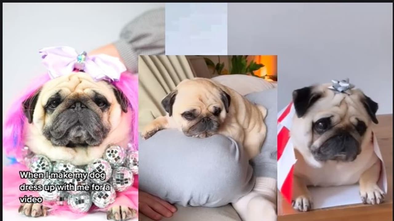  ಈ ಶ್ವಾನಕ್ಕಿದೆ ಸೋಶಿಯಲ್ ಮೀಡಿಯಾದಲ್ಲಿ ಮಿಲಿಯನ್‌ಗೂ ಹೆಚ್ಚು ಫಾಲೋವರ್‌