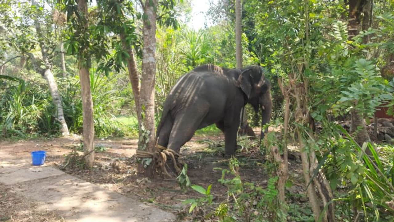 ക്ഷേത്രോല്‍സവത്തിനിടെ വീണ്ടും ആന ഇടഞ്ഞു; ഹരിപ്പാട് അപ്പുവിനെ തളച്ചത് മണിക്കൂറുകളുടെ പ്രയത്നത്തിന് ശേഷം