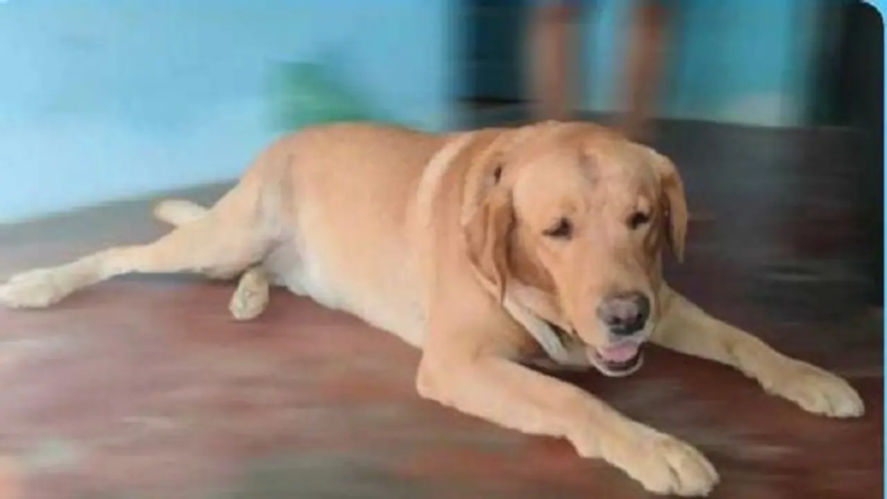 ಹಾವೇರಿ: ಗರ್ಭಿಣಿ ಶ್ವಾನಕ್ಕೆ ರಕ್ತದಾನ ಮಾಡಿದ್ಯಾರು ಗೊತ್ತಾ? ಹಾವೇರಿ: ಗರ್ಭಿಣಿ ಶ್ವಾನಕ್ಕೆ ರಕ್ತದಾನ ಮಾಡಿದ್ಯಾರು ಗೊತ್ತಾ?