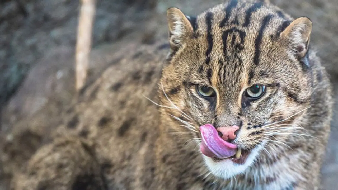 പുലി ഇറങ്ങിയതിന് പിന്നാലെ, നാട്ടുകാര്‍ 'പുലി'യെ കൂട്ടിലാക്കി; ഉദ്യോഗസ്ഥരെത്തിയപ്പോള്‍ പുലി, 'പൂച്ച'യായി !