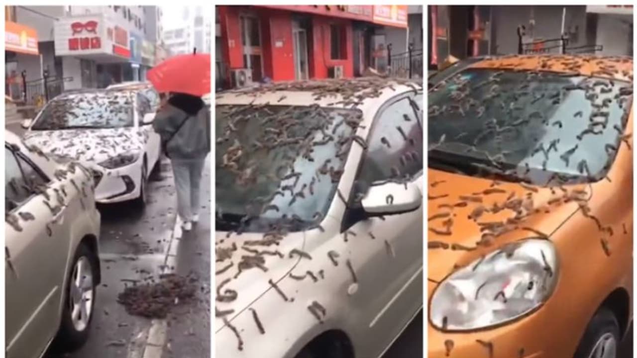 'ചൈനയിൽ പുഴു മഴയോ?' വിചിത്രമായ പ്രതിഭാസത്തില്‍ അമ്പരന്ന് ജനം, വൈറലായി വീഡിയോ.. യാഥാര്‍ത്ഥ്യം എന്ത്? 