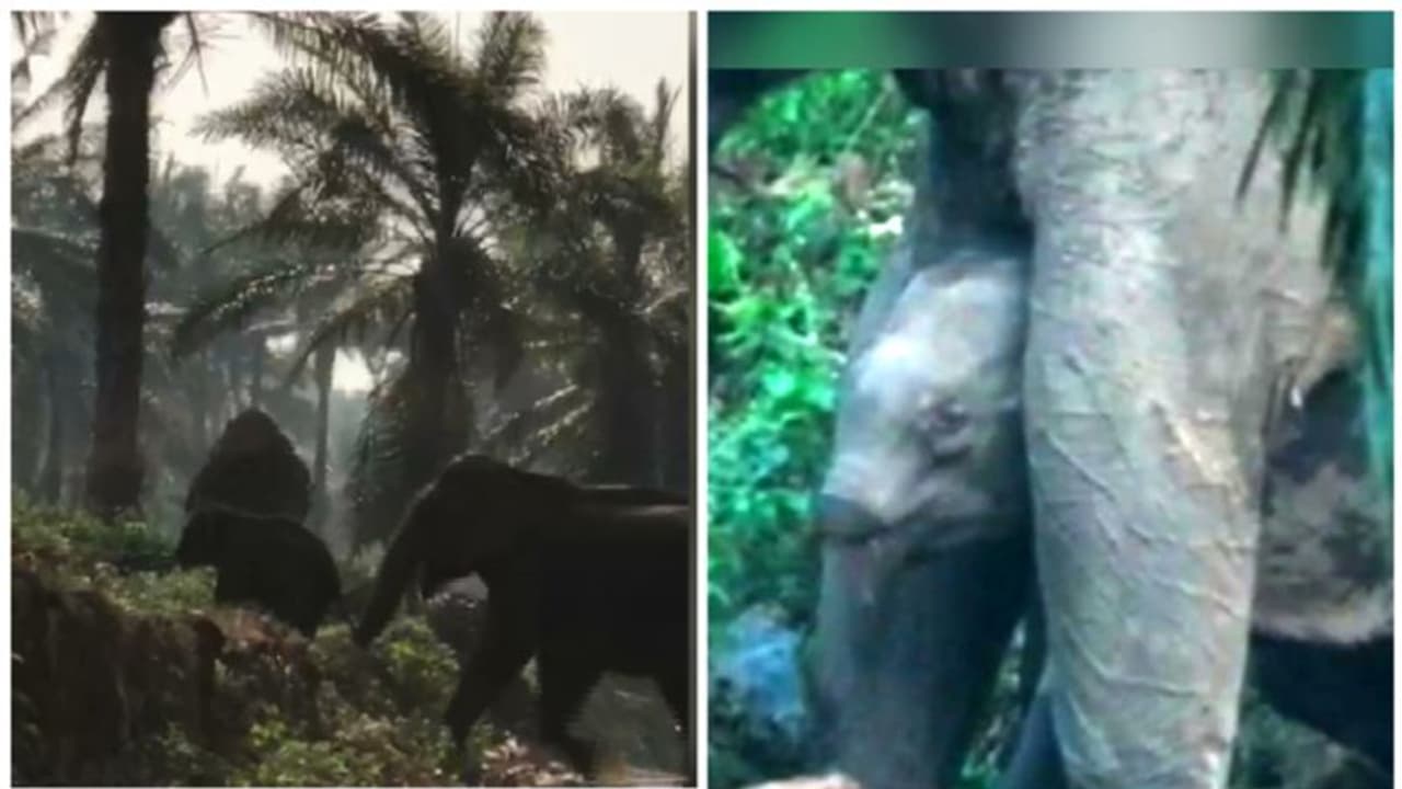 തുമ്പിക്കൈ ഇല്ലാത്ത ആനക്കുട്ടി; മാസങ്ങള്‍ക്ക് ശേഷം അമ്മയാനക്കൊപ്പം, ആരോഗ്യപ്രശ്നങ്ങളില്ലെന്ന് വനംവകുപ്പ്