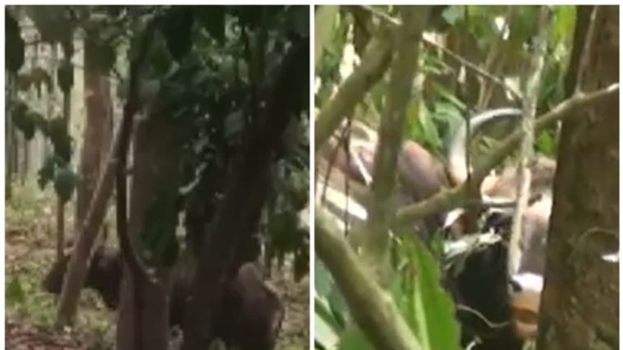 ഭീതി പരത്തി കാട്ടുപോത്ത്; ഇടക്കുന്നത്തുകാർ ആശങ്കയിൽ; കാടു കയറ്റാൻ ശ്രമവുമായി വനംവകുപ്പ് 