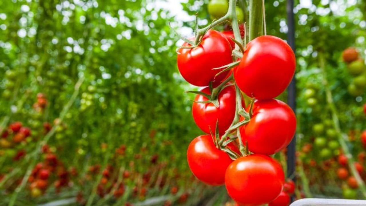 രുചിയിൽ മാത്രമല്ല, ആരോഗ്യകാര്യത്തിലും ചര്‍മ്മ സംരക്ഷണത്തിലും കേമനാണ് തക്കാളി; അറിയാം ഇക്കാര്യങ്ങള്‍...