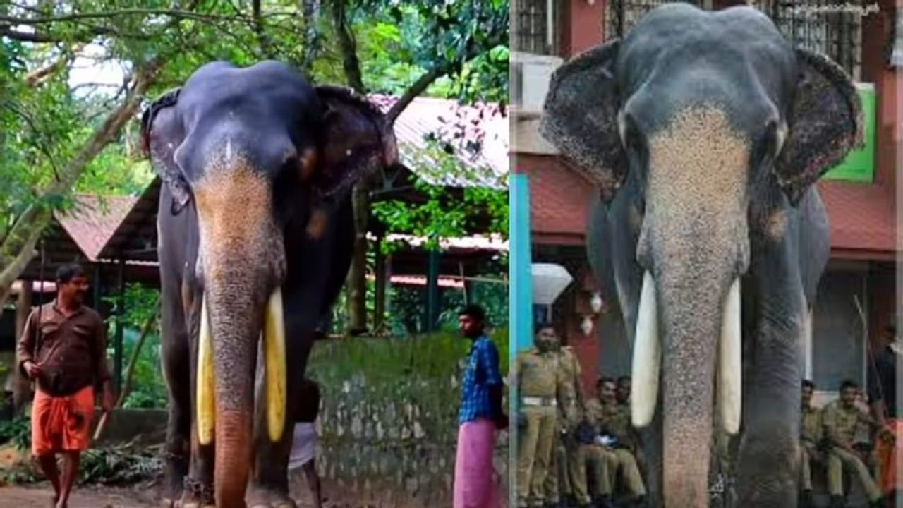 ഗുരുവായൂര്‍ ദേവസ്വത്തിലെ കൊമ്പന്‍ ജൂനിയര്‍ മാധവന്‍ കുട്ടി ചരിഞ്ഞു