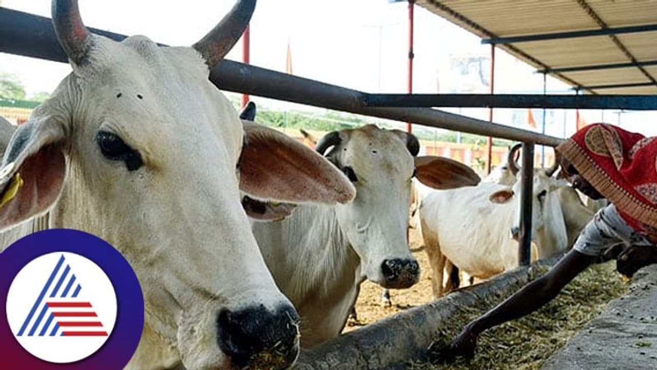 Success Story : ಕೊರೋನಾದಲ್ಲಿ ಕೆಲಸ ಕಳ್ಕೊಂಡ ನಾರಿಗೆ ಕೈ ಹಿಡಿದಿದ್ದು ಗೋವು