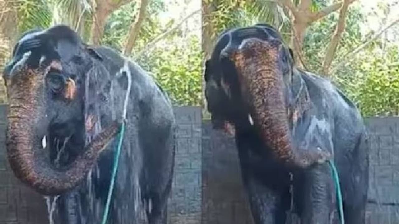 Viral video: എന്തൊരു ചൂടാണ്, ഒന്ന് കുളിച്ചേക്കാം; വൈറലായി ആന സ്വയം കുളിക്കുന്ന വീഡിയോ 