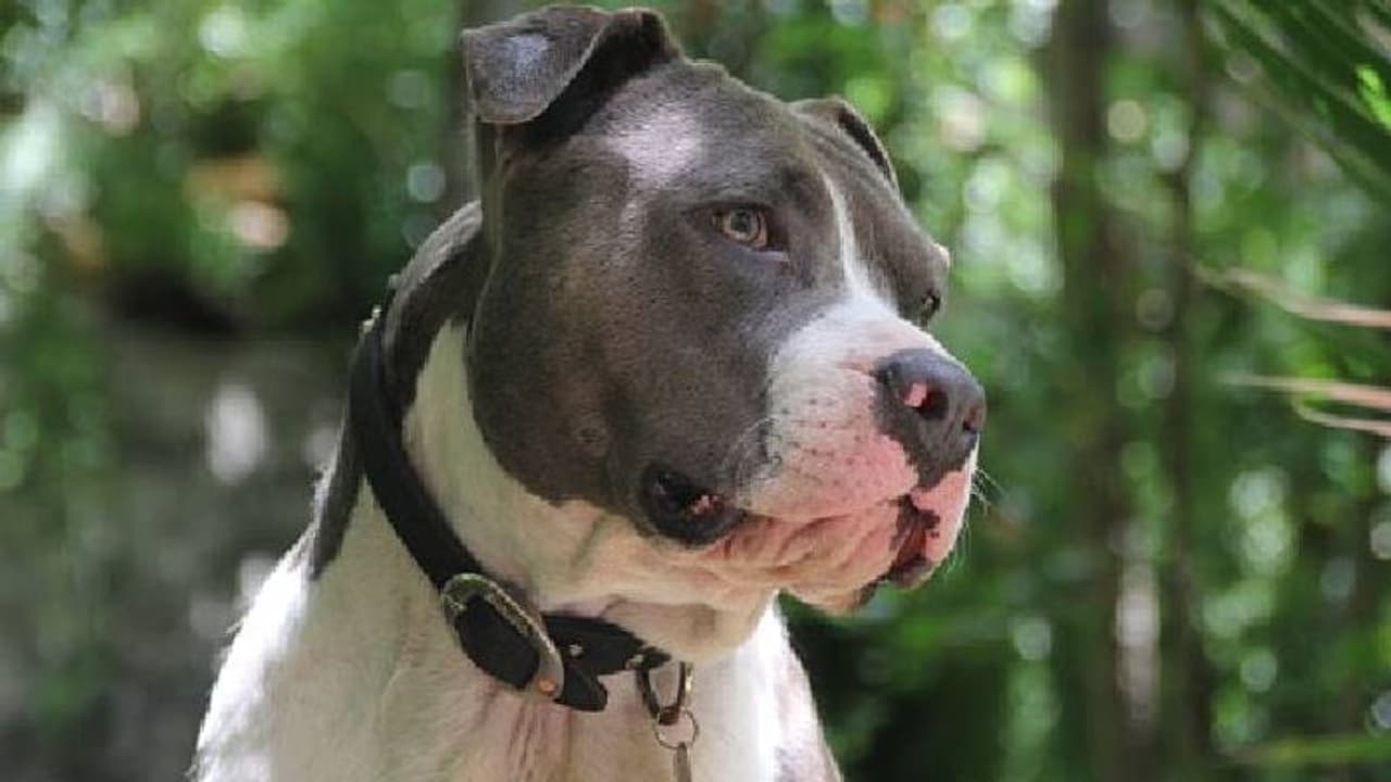 യുവാവിന്റെ സ്വകാര്യഭാഗം കടിച്ച് പറിച്ച് പിറ്റ്ബുൾ, പ്രകോപിതരായ നാട്ടുകാർ നായയെ തല്ലിക്കൊന്നു യുവാവിന്റെ സ്വകാര്യഭാഗം കടിച്ച് പറിച്ച് പിറ്റ്ബുൾ, പ്രകോപിതരായ നാട്ടുകാർ നായയെ തല്ലിക്കൊന്നു