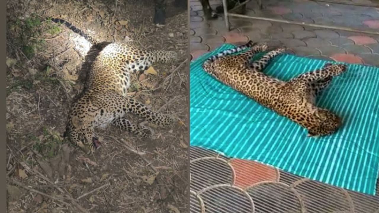 ആന അടിച്ച് കൊന്നതോ? വയനാട്ടിൽ പുലിയുടെ ജഡം കണ്ടെത്തി