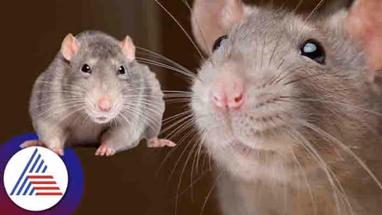 ಈ ಉಪಾಯ ಮಾಡಿದ್ರೆ ಮತ್ತೆ ಇಲಿಗಳ ಕಾಟ ಇರೋದೇ ಇಲ್ಲ 100% ಗ್ಯಾರಂಟಿ