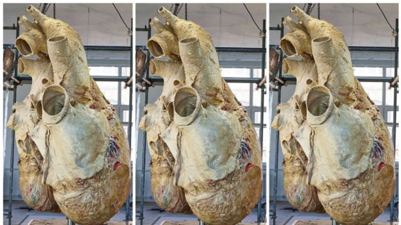 ಅಬ್ಬಬ್ಬಾ..ತಿಮಿಂಗಿಲದ ಹೃದಯ ಇಷ್ಟೊಂದು ದೊಡ್ಡದಾ ಎಷ್ಟು ಕೆಜಿಯಿದೆ ಗೊತ್ತಾ? ಅಬ್ಬಬ್ಬಾ..ತಿಮಿಂಗಿಲದ ಹೃದಯ ಇಷ್ಟೊಂದು ದೊಡ್ಡದಾ ಎಷ್ಟು ಕೆಜಿಯಿದೆ ಗೊತ್ತಾ?