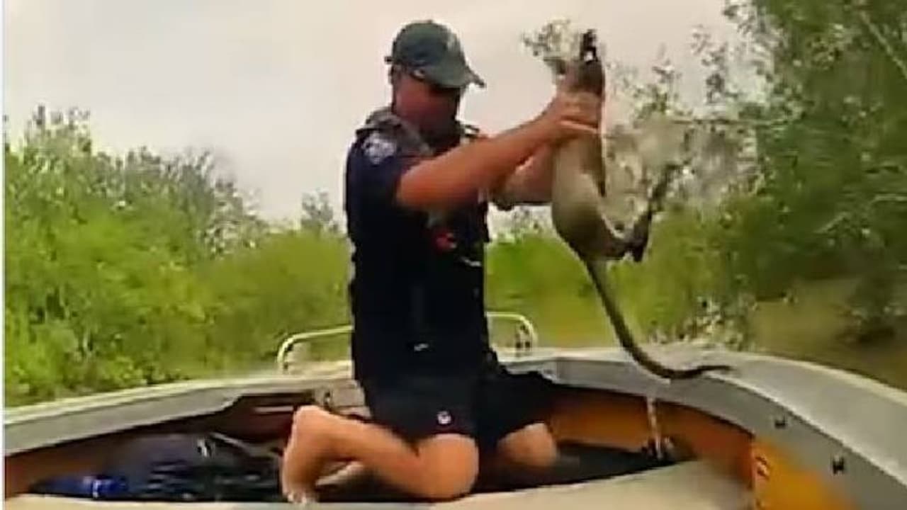 Viral video: മുതലകൾ നിറഞ്ഞ വെള്ളത്തിൽ നിന്നും കംഗാരുക്കുഞ്ഞിനെ രക്ഷിക്കുന്ന പൊലീസ് Viral video: മുതലകൾ നിറഞ്ഞ വെള്ളത്തിൽ നിന്നും കംഗാരുക്കുഞ്ഞിനെ രക്ഷിക്കുന്ന പൊലീസ്