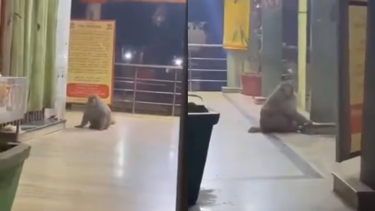 ക്ഷേത്രത്തിനകത്ത് തനിയെ കയറിച്ചെല്ലുന്ന കുരങ്ങൻ; ശേഷം ചെയ്യുന്നത് എന്താണെന്ന് കണ്ടോ...